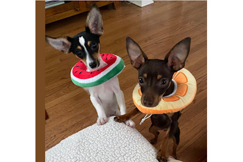 Emilie Lucchesi Dogs With Alt Cones of Shame