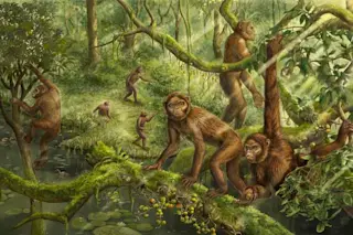 Lufengpithecus.jpg