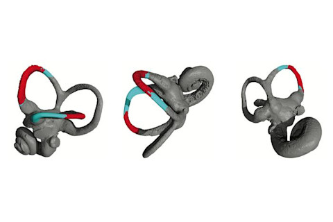 Low-Res LufengpithecusInnerEarHarrison2024