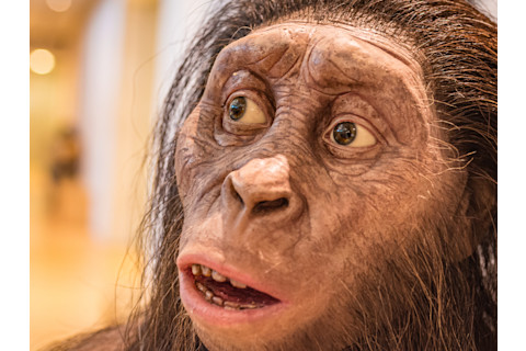 Australopithecus afarensis reconstruction, the
