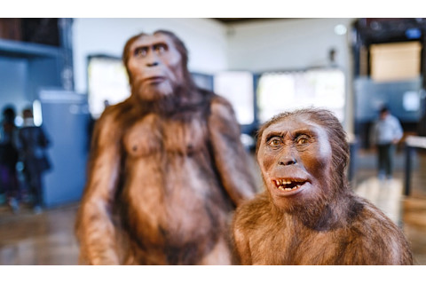 24 MARCH 2017, VIENNA, MUSEUM OF NATURAL HISTORY, AUSTRIA: Installation demonstrating the prehistoric ancestors of man homo erectus