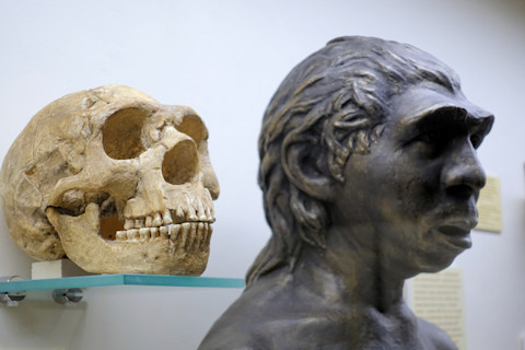Skull and Neanderthal sculpture. Evolutionary Theory Paleontological Museum 2018
