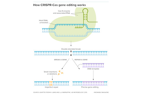 g-how-crispr-works-v2