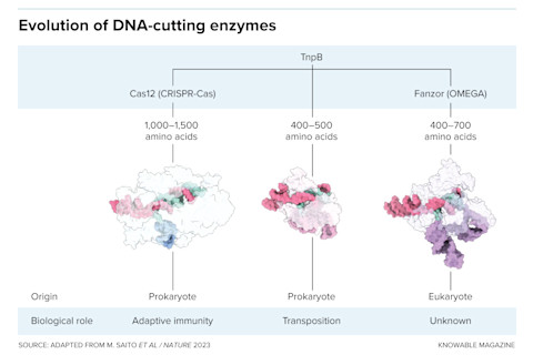 g-dna-cutting-enzymes