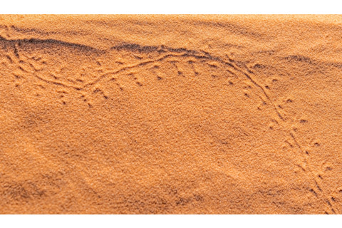Footprints of a small animal or insect tracks drawing two arcs on the golden red colored sand at the Sahara desert. Close up macro photography overhead view under sunlights contrasted with shadows.