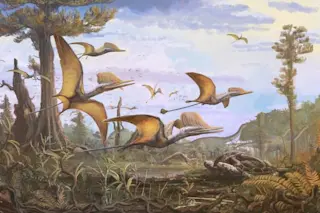 An artist representation of Ceoptera evansae