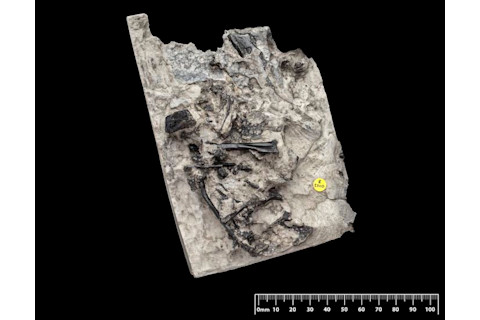 Close-up of Ceoptera evansae's skeleton. Parts of the specimen's shoulder and wing can be seen