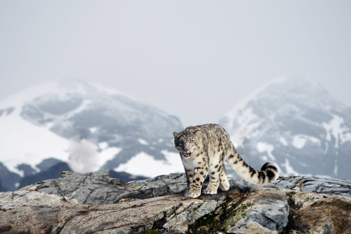 These 6 Animals Live at the Highest Altitudes on the Planet | Discover Magazine