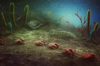 Cabrières Biota