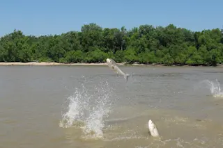 Asian carp jump from the water at the mouth of the Wabash River in Ohio. (Credit: U.S. Army Corps of Engineers/Todd Davis)
