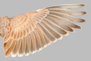 The wing, highlighting the flight feathers, of Temminck's Lark. 