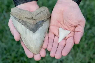 6 Inch Megalodon Tooth VS 2 Inch Great White Shark Tooth. Each inch equates to about 10 feet of fish. 60 Foot Megalodon VS 20 Foot Great White Shark