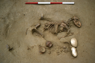 The joint burial of a person and a dog.