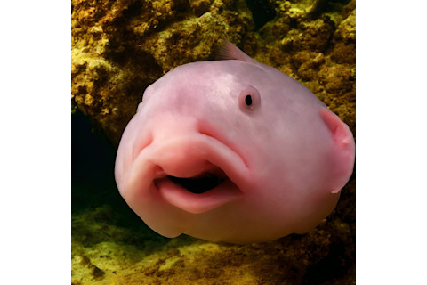 what a blobfish looks like up close