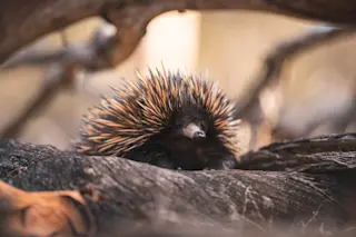 A short-beaked echidna walking along the forest floor. 