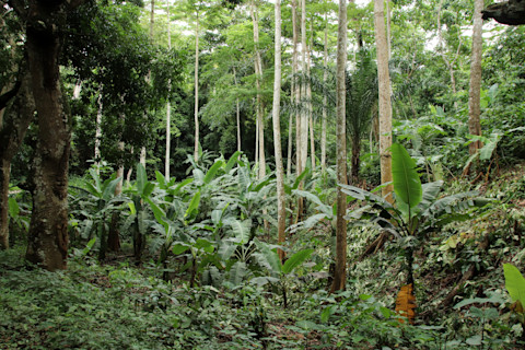 The trees in the Missahoe Classified Forest in Togo, West Africa.