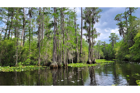 The trees and waters in the