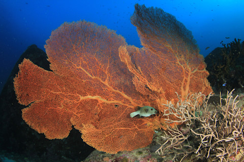 A gorgonian coral in the depths of the ocean.