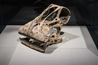 nigersaurus skull sauropod dinosaur