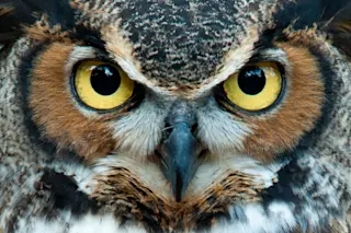 Great Horned Owl staring with golden eyes