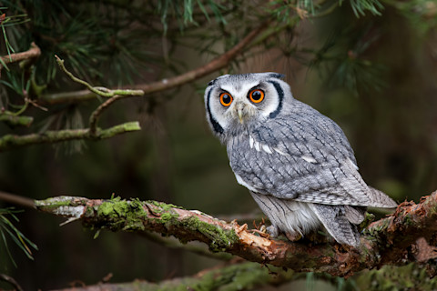 A white faced scops owl (Ptilopsis leucotis) in a tree staring with large orange eyes.