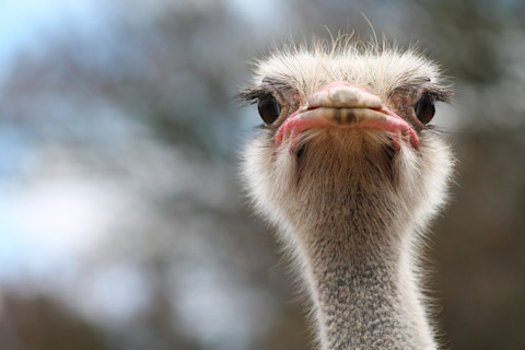 ostrich-big-eyes