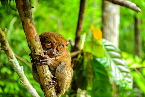 Tarsier is a nocturnal species and one of the smallest known primate that can be found in Bohol, Philippies.