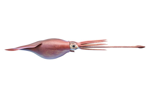 3d rendered illustration of a colossal squid