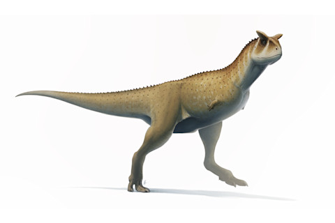 Csastrei