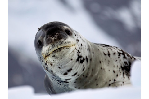 cute leopard seal on ice