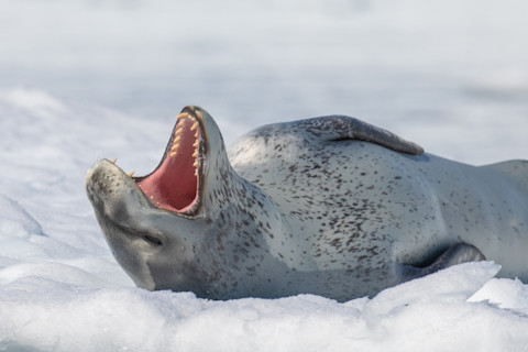 leopard seal resting on ice