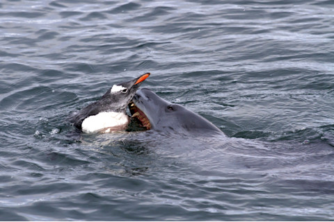 leopard seal attacking penguin