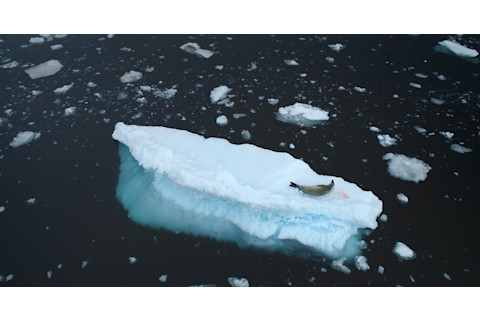 leopard seal dwindling ice climate change