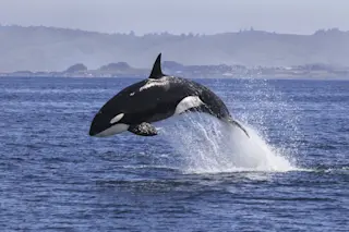 Orca_jumping_out_of_the_water.jpg