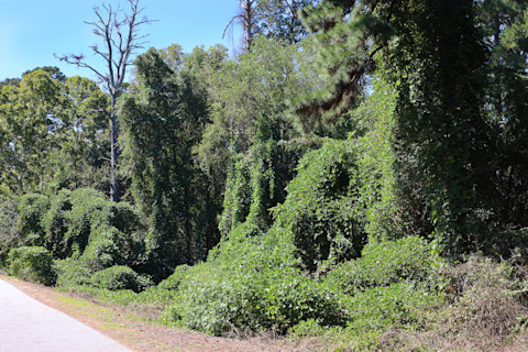 Kudzu in Alabama copy