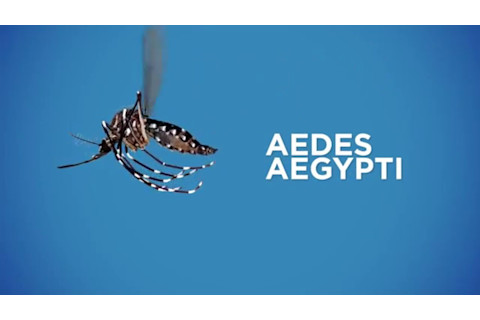 Aedes aegypti mosquito in flight, with latin name text