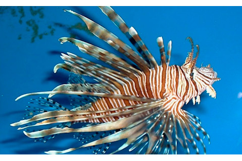 Red Lion Fish Horizontal