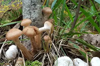 the individual mushrooms of  Armillaria