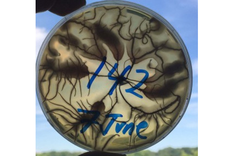 mushroom clone sample