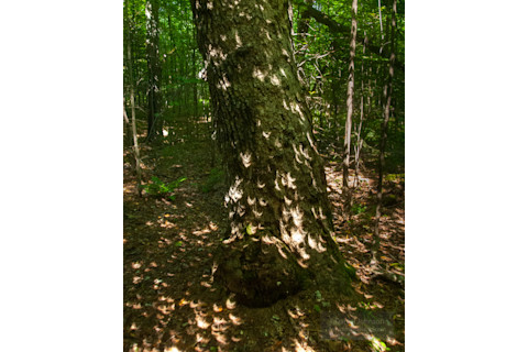 Partial solar eclipse in the woods