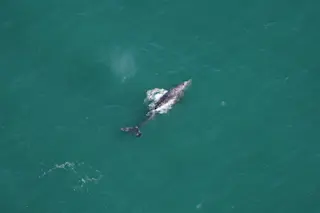 Gray Whale Atlantic