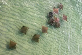 Scourges of the sea or scapegoats? A new study says cownose rays aren't to blame for shellfish declines. Image by 