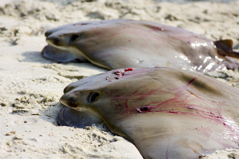 Cownose ray bow hunts, in particular, have become a popular sport. Photo by NatesPics