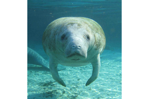 Manatee