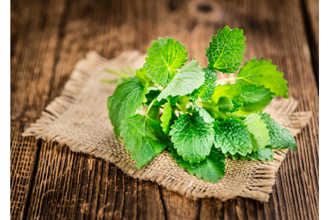 lemon balm