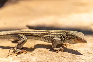 USA, New Mexico. Whiptail lizard on rock.