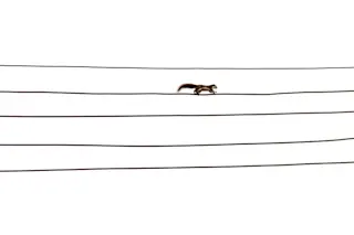 squirrel on a power line