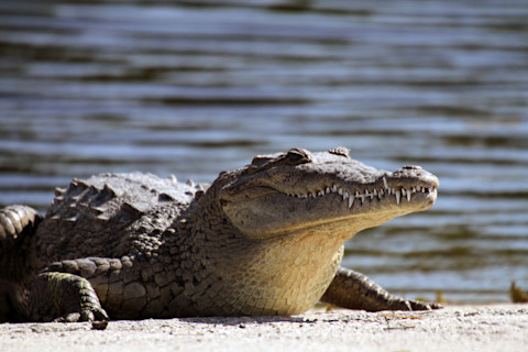 American Crocodile - stock photo