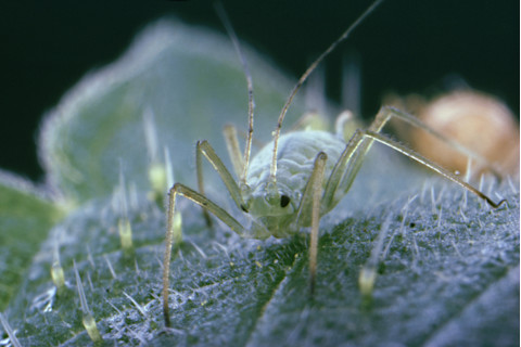 Nettle aphid, microlophium evansii - stock photo