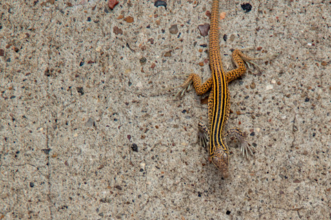 New Mexican Whiptail lizard Aspidoscelis neomexicanus braves the heat and slowly moves across the hot pavement - stock photo